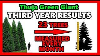 Thuja Green Giant Tree Review | THIRD YEAR GROWTH DATA | Arborvitae Evergreen Fast Privacy Results