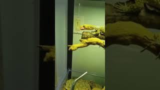 Quince Monitor tong feeding