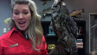 All About Owls with a live Great Horned Owl.