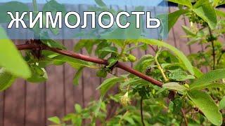 Ягод Жимолости будет много и крупная. Важная  подкормка весной.