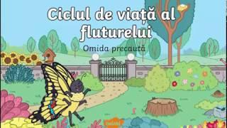 Ciclul de viata al fluturelui