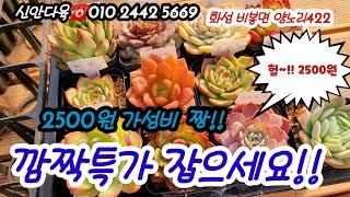 깜짝특가방송!! 4가지로 특가 세팅!! 2500원의 가성비최고다육은 꼭~잡으세요!!