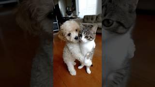 Caught Dancing: Dog and Cat's Unexpected Duo!
