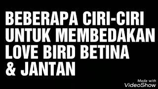 CARA MEMBEDAKAN LOVE BIRD JANTAN & BETINA