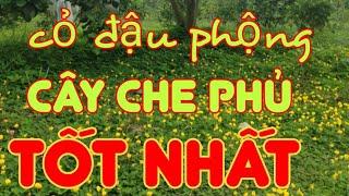 #Cỏ_Đậu_Phộng: cây che phủ và cải tạo đất TỐT NHẤT cho khu vườn, trồng nó là khỏi phải cắt cỏ dại...