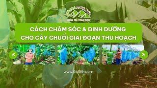 Cách chăm sóc & dinh dưỡng cho cây chuối giai đoạn Thu hoạch | Green Agritech