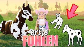 meine  FOHLEN  in Horse Life ⭐️ Roblox