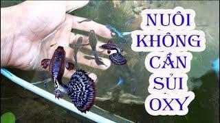 3 Cách để cá 7 màu từ NUÔI OXY sang KHÔNG OXY để dễ nuôi hơn | Túc Thịnh