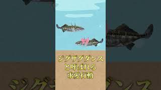 時間を逆行する魚【イトヨ】