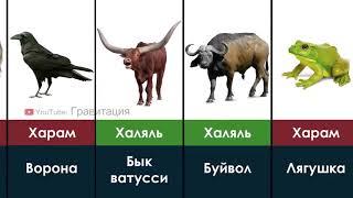 Халол ва харом гушт "Кайси хайвон халол ва харом билиб олингизлар Ислом динида"