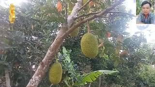 Có một trữ Cười | sáng tác Lê Thái Dương Bolero  Trình bày Lê Thái Dương Bolero 