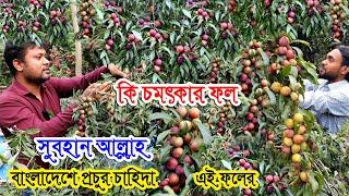 ছোট্ট গাছে থোকা থোকা ফল ঝুলছে কি চমৎকার | এই ফল জমিতে লাগানোর পাশাপাশি ছাদে করুন চাষ | Aloo Bukhara