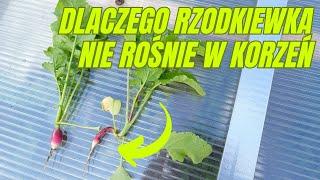 Dlaczego rzodkiewka nie rośnie w korzeń, tylko w liście