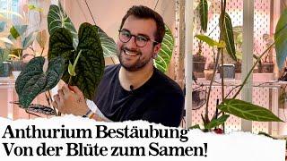 Anthurium Vermehrung via Bestäubung!  Wie man Anthurien kreuzt!