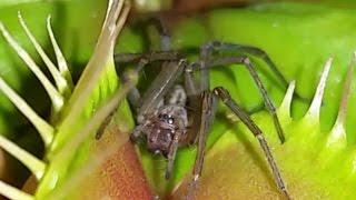 SPIDER SMASHED BY VENUS FLYTRAP!! ESCAPES ONE TRAP THEN DESTROYED BY 2ND TRAP!!