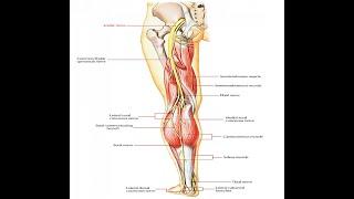 Two Minutes of Anatomy: Sciatic Nerve