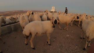 KANGAL KOYUNU | KOYUNLARIMIZIN TARLA KEYFİ