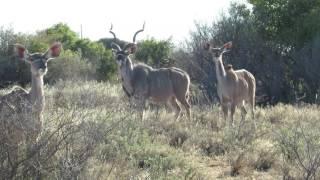 Watch kudu cows barking - amazing to see it