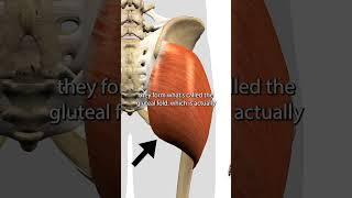 The Gluteus Maximus Muscle