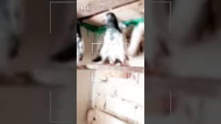 Awesome Teddy kabootar || Syed Pigeons Officials