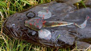 Catching Flathead On Flathead Lures!