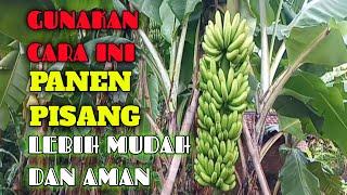 MAU TAU?CARA PANEN PISANG YANG BAIK DAN BENAR