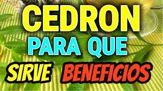 🟢 CEDRON Para Que Sirve Beneficios Propiedades y Como Consumir