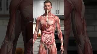 Human Digestive System 3D Animation | Realistic Full Body Organ Visualization