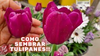 COMO sembrar TULIPANES (BULBOS) en el SUELO y en  MACETA | FLORES BELLAS | JARDINES HERMOSO |