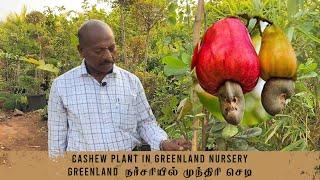 CASHEW PLANT IN GREENLAND NURSERY - Greenland நர்சரியில் முந்திரி செடி