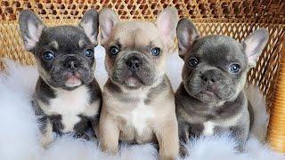 Funniest & Cutest French Bulldog Puppies #2