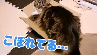 箱からこぼれてる猫【メインクーン】