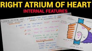 Right Atrium of Heart (2/2) | Internal Features | Anatomy | EOMS