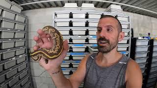 INVEST IN RECESSIVE GENES! - BALL PYTHON BUSINESS TIPS