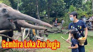 Wisata Jogja | Kebun Binatang Gembira Loka | Gembira Loka Zoo Yogyakarta