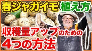 家庭菜園や農園で春ジャガイモ植え付け、収穫量アップ4つの方法！ウネ立てから肥料入れ、植え方、芽出しのコツを徹底解説！/ Spring potato planting