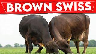 ⭕ BROWN SWISS History   Milking Cows In The World || BROWN SWISS