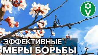 ВЕСЕННЯЯ ОБРАБОТКА САДА ОТ МОНИЛИОЗА (плодовой гнили). Только так можно спасти урожай!