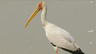 Waterbirds - Birds of Africa I