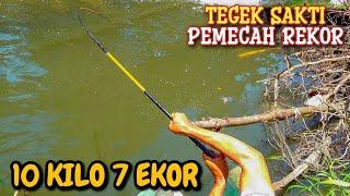 Tegek Sakti!!! Pemecah Rekor mancing nila babon monster terbanyak umpan lumut sawah