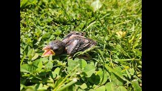 Rescuing and Raising a Baby Sparrow!! The Story of Pichio!