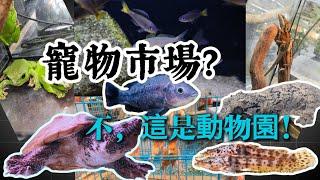 這哪是寵物市場，這是動物園+水族館！探訪北京最有名的寵物市場十里河