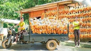 Harvest Corn and Use 3-wheeled Vehicle Transport To The Farm As a Reserve Food Source For Livestock