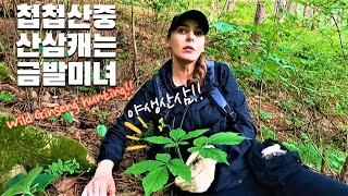 심봤다!!! 산삼 캐는 금발미녀!! /Wild Ginseng hunting!