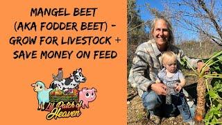 Growing Mangel Beets (aka fodder beets) to feed livestock and your family (and help save you money)