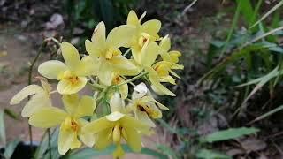 Spathoglottis plicata yellow/Philippine ground orchid/Ground orchid yellow color/ කහපාට බිම් ඕකිඩ්