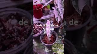Alocasia nubiles pink variegata #green #art #plants
