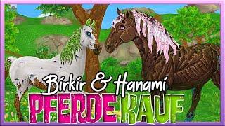 ich KAUFE das *magische Pferd* HANAMI  Percheron Pferdekauf  SSO