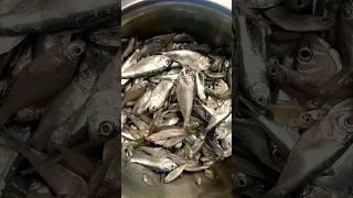 easy choto macher recipe #shorts #shortsfeed #viral #cooking #food #bangali #ytshorts