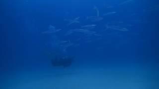 #170123 #Okinawa #Diving #Swirling of a school of Taiwan Barracuda